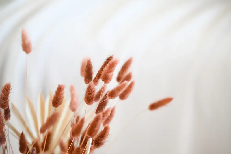 Dried stems against a white wall