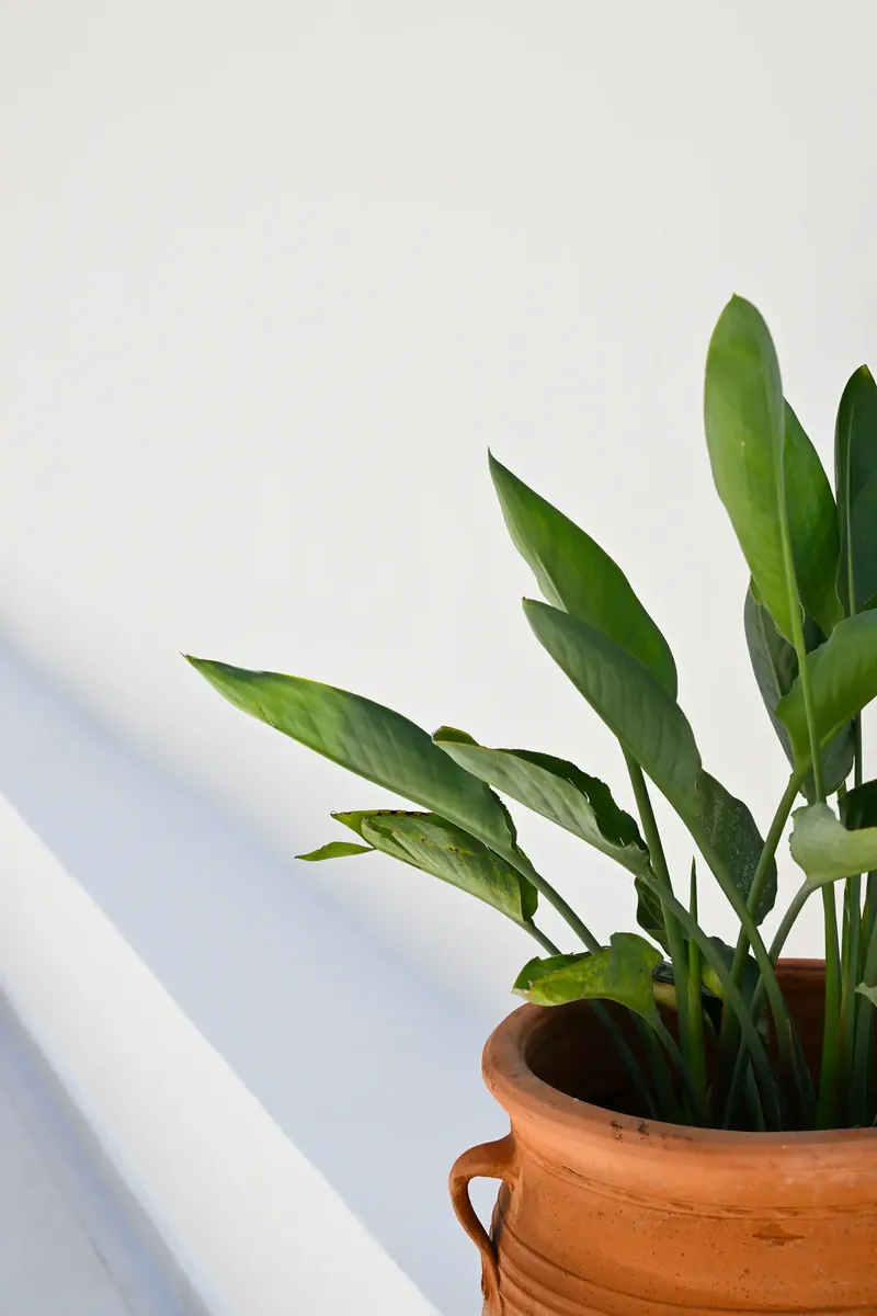 A pot plant against a white wall